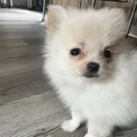 Puppy, a male Pomeranian for sale in Cleveland, OH – Photo 2 of 10