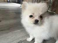 Puppy, a male Pomeranian for sale in Cleveland, OH – Photo 2 of 10