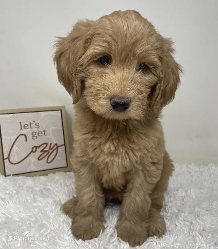 Queenie – Australian Labradoodle puppy for sale in Rhode Island, RI