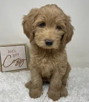 Queenie, a female Australian Labradoodle for sale in Rhode Island, RI – 1 of 10