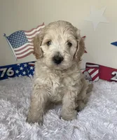 Grey collar, a male Australian Labradoodle for sale in Rhode Island, RI – 3 of 3