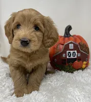 Queenie, a female Australian Labradoodle for sale in Rhode Island, RI – 6 of 10