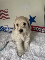 Blue collar , a female Australian Labradoodle for sale in Rhode Island, RI – 2 of 3