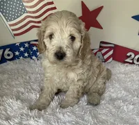 Grey collar, a male Australian Labradoodle for sale in Rhode Island, RI – 2 of 3