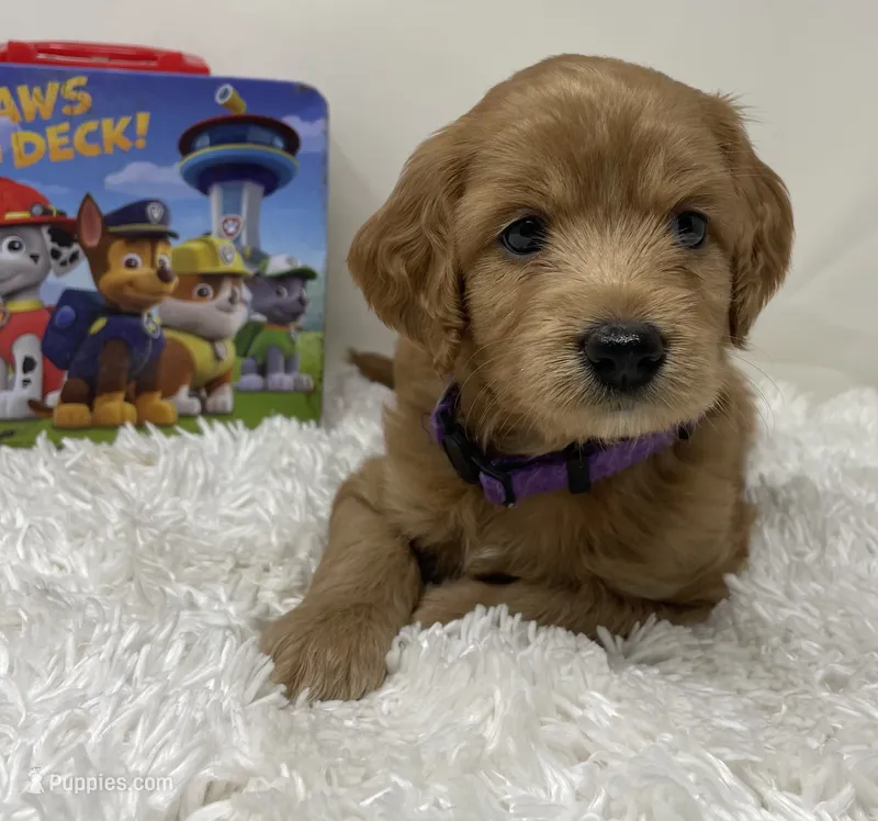 Pretty Girl – Australian Labradoodle puppy for sale in Rhode Island, RI