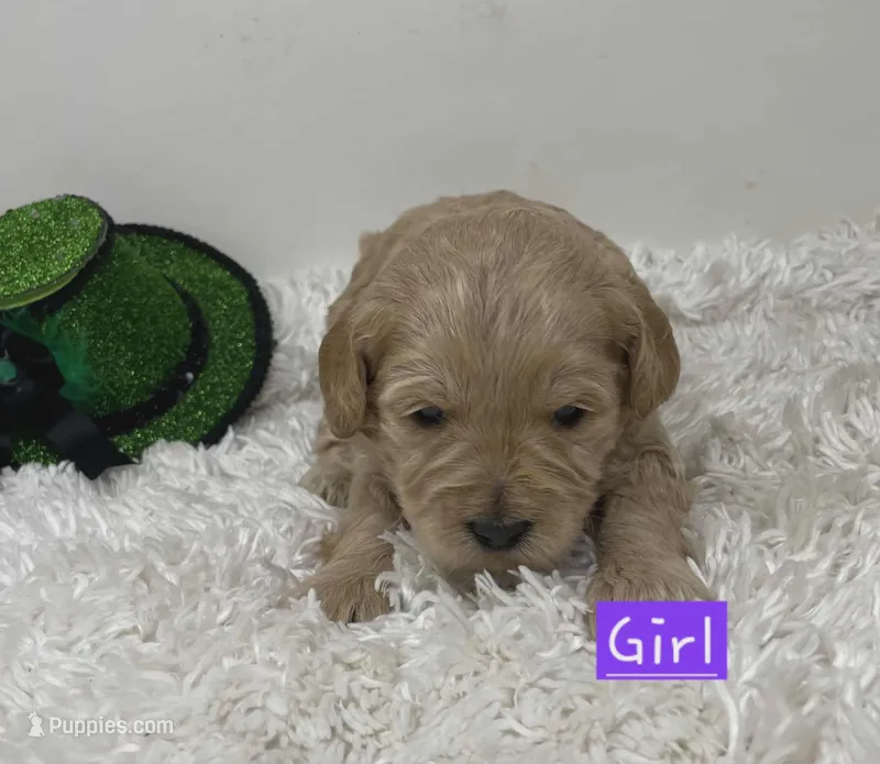 Purple Collar, a female Australian Labradoodle for sale in Rhode Island, RI – Photo 1 of 1