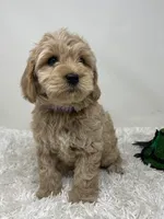 Purple Collar, a female Australian Labradoodle for sale in Rhode Island, RI – Photo 3 of 7