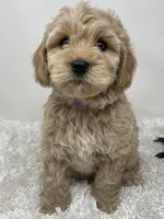 Purple Collar, a female Australian Labradoodle for sale in Rhode Island, RI – Photo 4 of 7