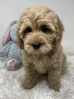 Purple Collar, a female Australian Labradoodle for sale in Rhode Island, RI – Photo 7 of 7