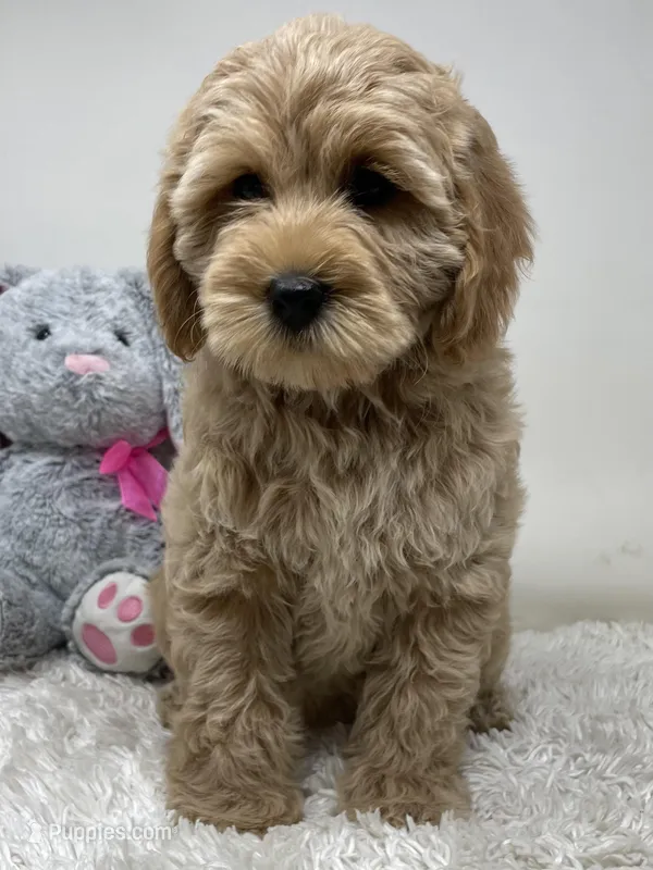 Purple Collar – Australian Labradoodle puppy for sale in Rhode Island, RI