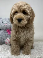 Purple Collar, a female Australian Labradoodle for sale in Rhode Island, RI – Photo 1 of 7