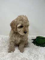 Purple Collar, a female Australian Labradoodle for sale in Rhode Island, RI – Photo 5 of 7