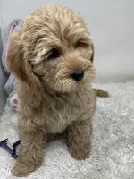 Purple Collar, a female Australian Labradoodle for sale in Rhode Island, RI – Photo 6 of 7