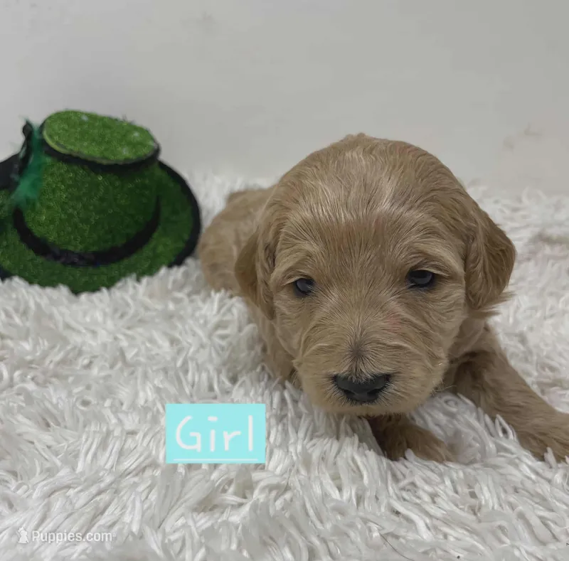 Owl Collar, a female Australian Labradoodle for sale in Rhode Island, RI – Photo 1 of 1