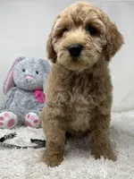 Owl Collar, a female Australian Labradoodle for sale in Rhode Island, RI – Photo 2 of 7