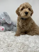 Owl Collar, a female Australian Labradoodle for sale in Rhode Island, RI – Photo 7 of 7