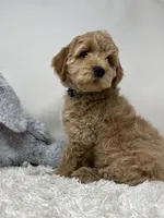 Owl Collar, a female Australian Labradoodle for sale in Rhode Island, RI – Photo 6 of 7