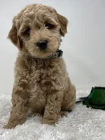 Owl Collar, a female Australian Labradoodle for sale in Rhode Island, RI – Photo 1 of 7
