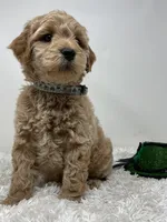 Owl Collar, a female Australian Labradoodle for sale in Rhode Island, RI – Photo 4 of 7