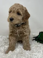 Owl Collar, a female Australian Labradoodle for sale in Rhode Island, RI – Photo 3 of 7