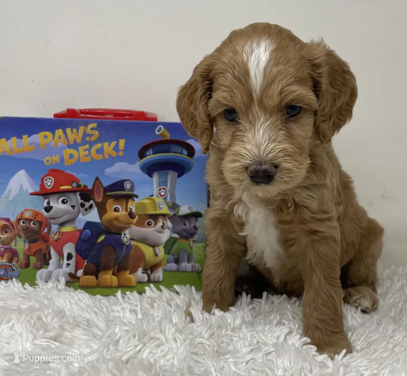 Momma’s Boy – Australian Labradoodle puppy for sale in Rhode Island, RI