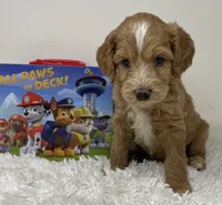 Momma’s Boy, a male Australian Labradoodle for sale in Rhode Island, RI – 2 of 8