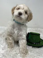 Blue Collar, a male Australian Labradoodle for sale in Rhode Island, RI – Photo 5 of 7