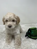 Blue Collar, a male Australian Labradoodle for sale in Rhode Island, RI – Photo 2 of 7