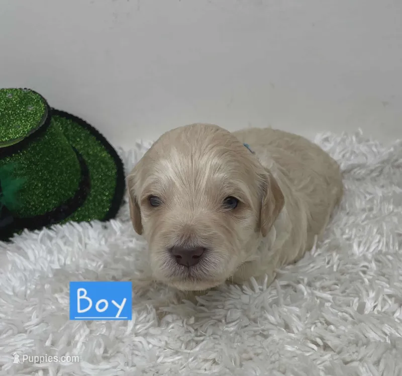 Blue Collar, a male Australian Labradoodle for sale in Rhode Island, RI – Photo 1 of 1