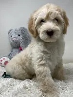 Blue Collar, a male Australian Labradoodle for sale in Rhode Island, RI – Photo 1 of 7