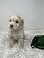 Blue Collar, a male Australian Labradoodle for sale in Rhode Island, RI – Photo 4 of 7