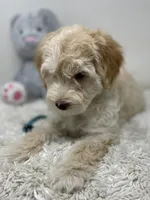 Blue Collar, a male Australian Labradoodle for sale in Rhode Island, RI – Photo 7 of 7