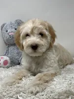 Blue Collar, a male Australian Labradoodle for sale in Rhode Island, RI – Photo 6 of 7