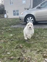 Blue Collar, a male Australian Labradoodle for sale in Rhode Island, RI – Photo 3 of 7