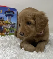 Queenie, a female Australian Labradoodle for sale in Rhode Island, RI – 7 of 10