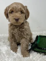 White Collar, a male Australian Labradoodle for sale in Rhode Island, RI – Photo 3 of 7