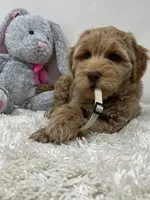 White Collar, a male Australian Labradoodle for sale in Rhode Island, RI – Photo 5 of 7