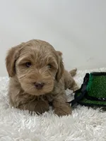 White Collar, a male Australian Labradoodle for sale in Rhode Island, RI – Photo 4 of 7