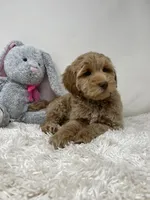 White Collar, a male Australian Labradoodle for sale in Rhode Island, RI – Photo 7 of 7