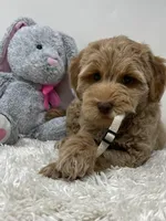 White Collar, a male Australian Labradoodle for sale in Rhode Island, RI – Photo 1 of 7