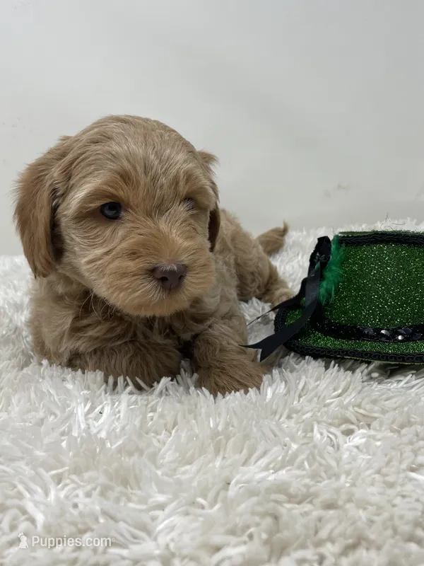 White Collar – Australian Labradoodle puppy for sale in Rhode Island, RI
