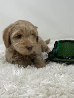 White Collar, a male Australian Labradoodle for sale in Rhode Island, RI – Photo 2 of 7
