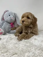 White Collar, a male Australian Labradoodle for sale in Rhode Island, RI – Photo 6 of 7