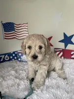 Blue collar , a female Australian Labradoodle for sale in Rhode Island, RI – 3 of 3