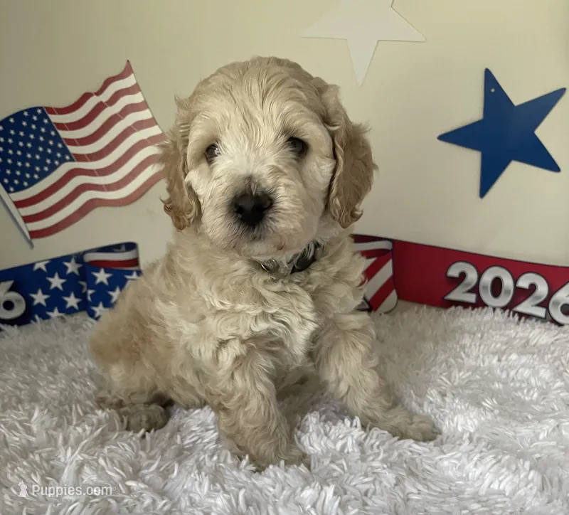 Grey collar – Australian Labradoodle puppy for sale in Rhode Island, RI