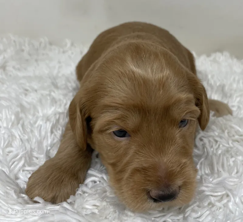 Queenie – Australian Labradoodle puppy for sale in Rhode Island, RI
