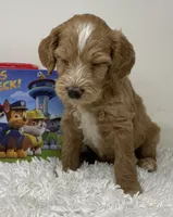 Momma’s Boy, a male Australian Labradoodle for sale in Rhode Island, RI – 3 of 8