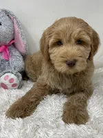 Green Collar, a male Australian Labradoodle for sale in Rhode Island, RI – Photo 7 of 7