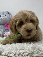 Green Collar, a male Australian Labradoodle for sale in Rhode Island, RI – Photo 6 of 7
