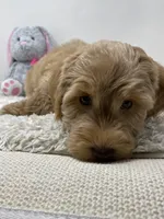 Green Collar, a male Australian Labradoodle for sale in Rhode Island, RI – Photo 2 of 7